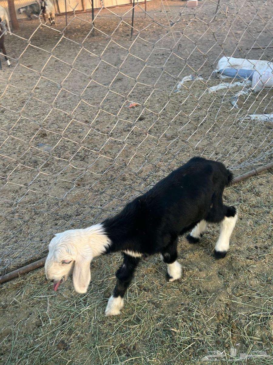 داغور رخل نجدية تم البيع64462103846145114