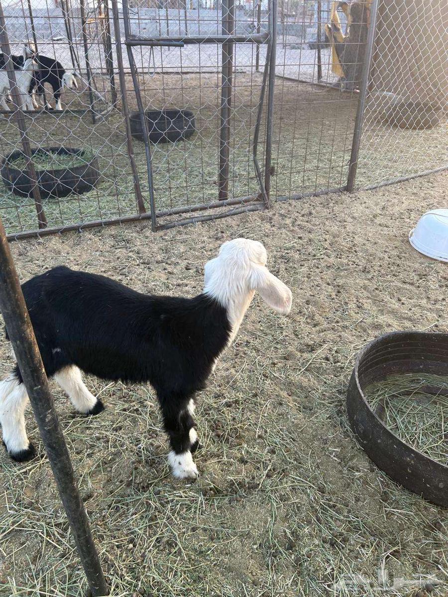 داغور رخل نجدية تم البيع64462103846145113