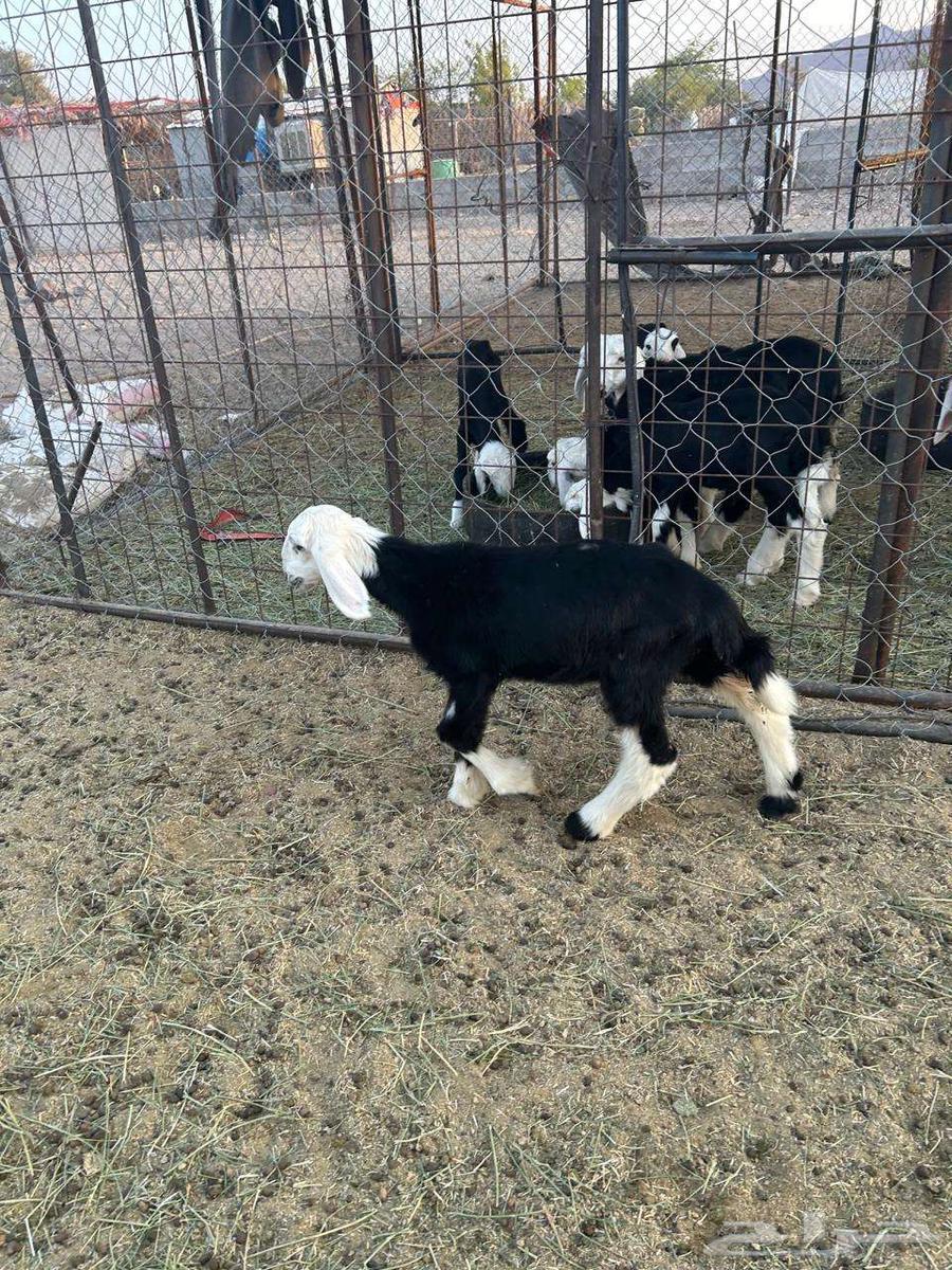 داغور رخل نجدية تم البيع64462103846145112