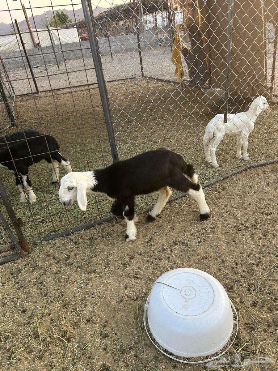 داغور رخل نجدية تم البيع64462103846145111