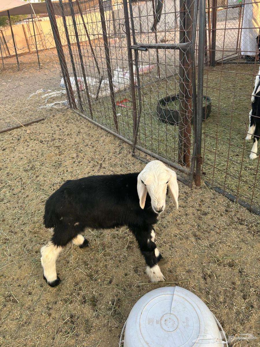 داغور رخل نجدية تم البيع64462103846145110