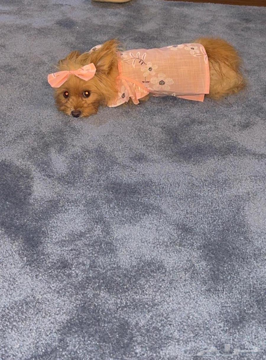 كلبه يوركي لعوبة جدا وفرندي64460462172418110