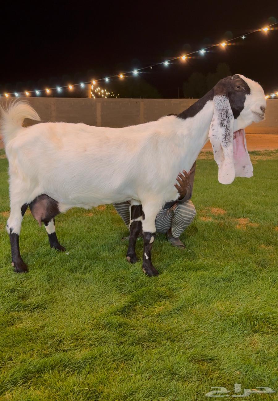 تم البيع عنز مطوره. دافع شرط على فحل كفووو منتج ابيض64458555127041110