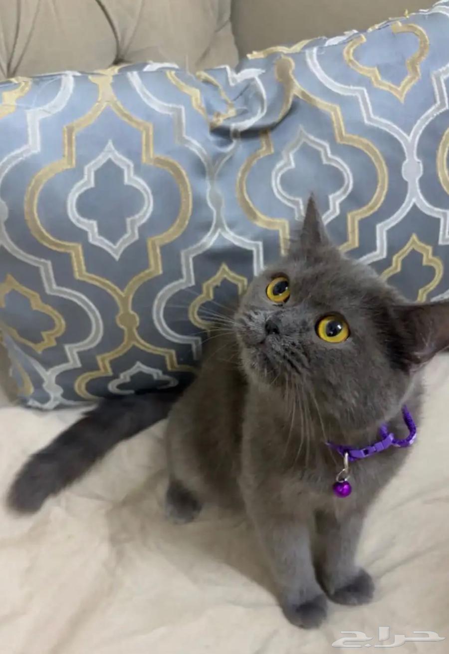 قطط للبيع (قطة للبيع سكوتش ستريت)64465071992450110