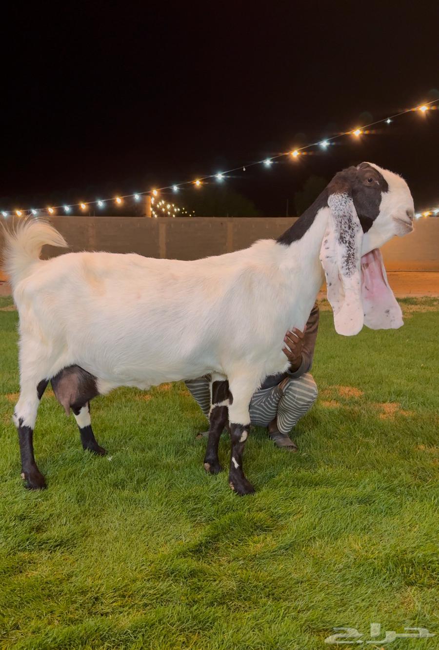 تم البيع عنز مطوره. دافع شرط على فحل كفووو منتج ابيض64458555127041112