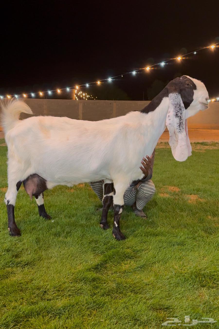 تم البيع عنز مطوره. دافع شرط على فحل كفووو منتج ابيض64458555127041111