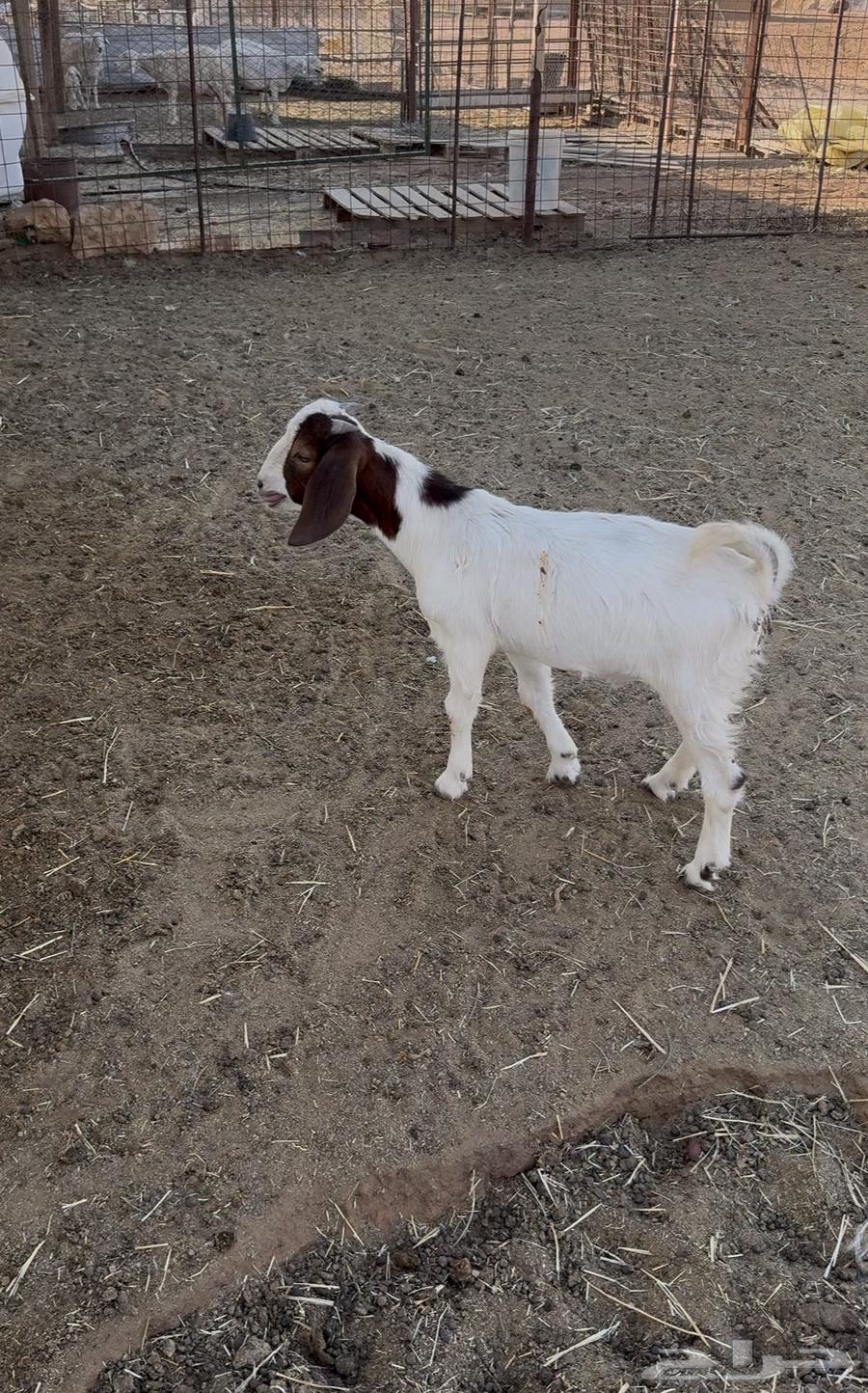 تيس هجين بورقت64463033468929111