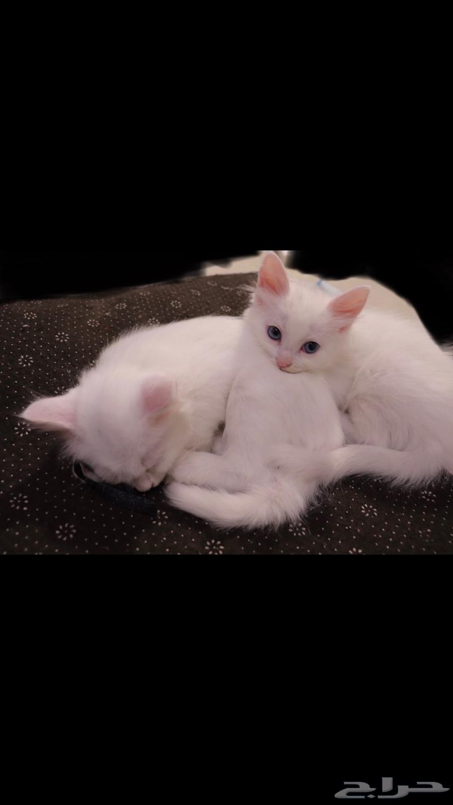 كيتن للبيع   قطط للبيع - قطة بيضاء للبيع64458184854657114