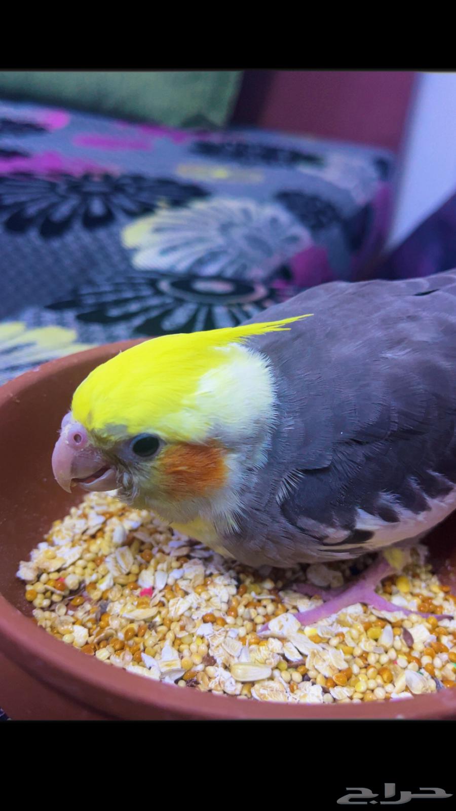 كروان تم البيع64454454671745110