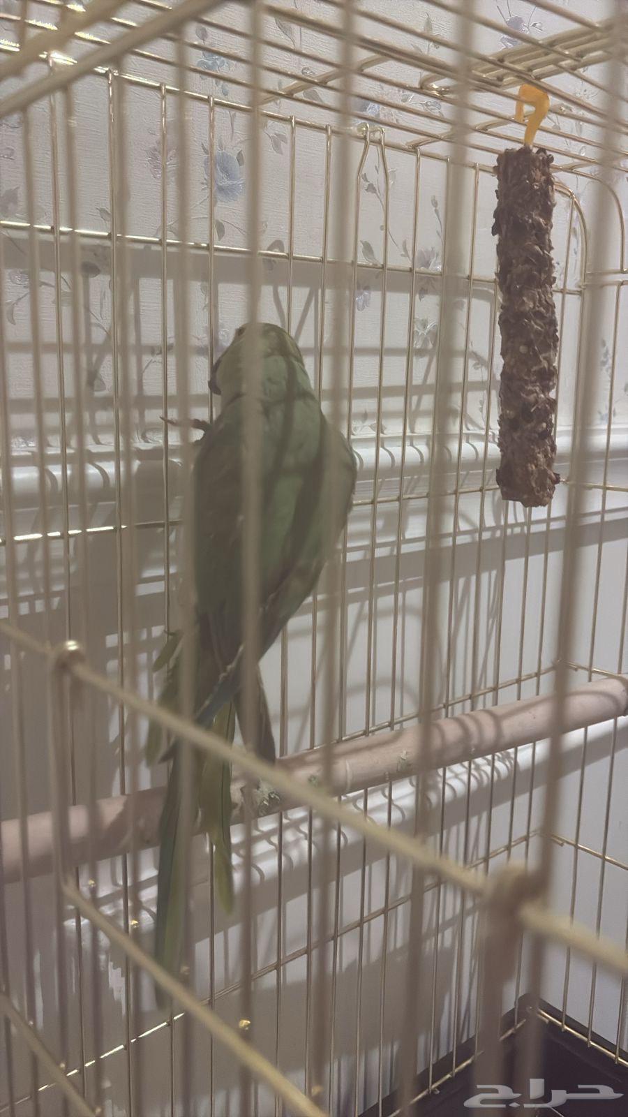 ببغاء الدره64464224279299112