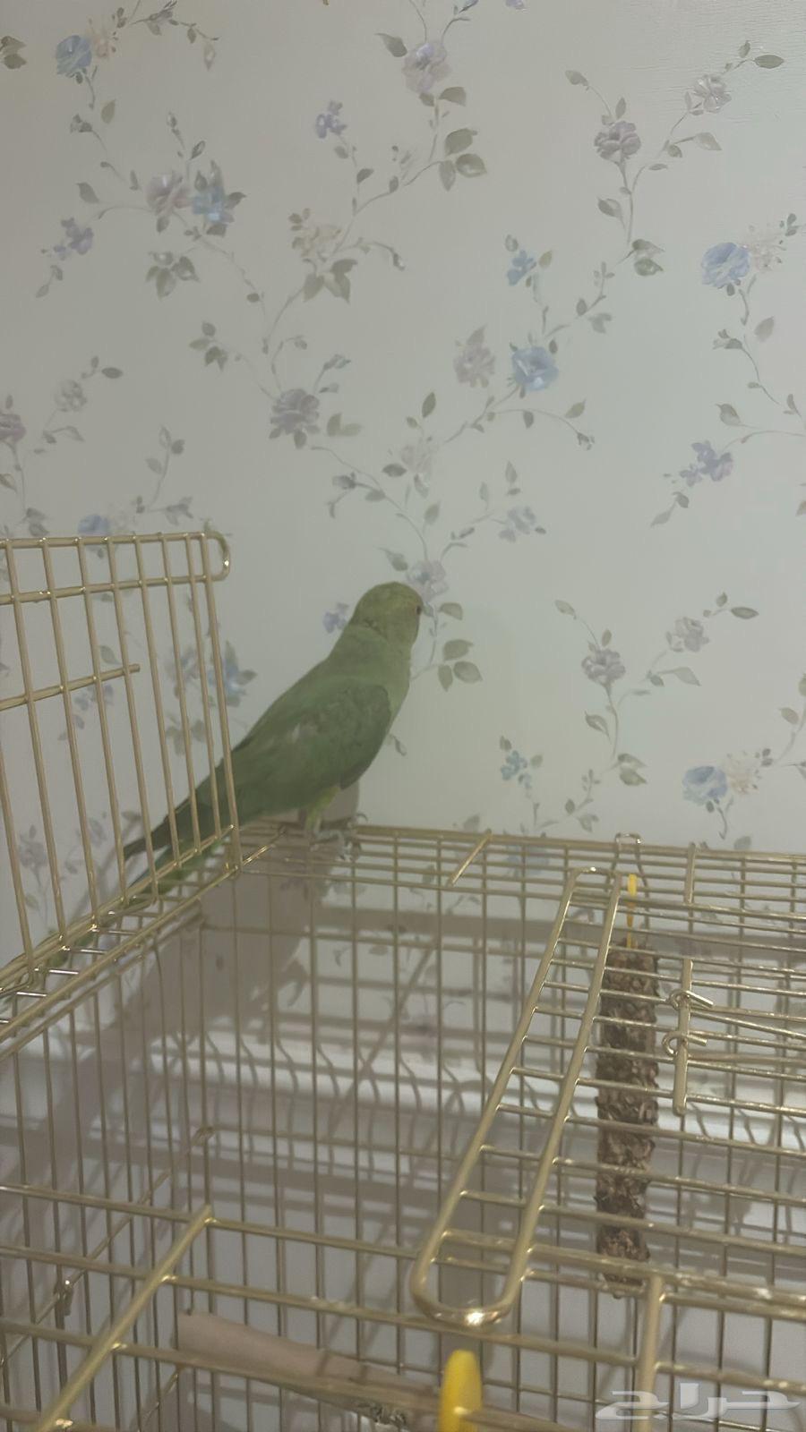 ببغاء الدره64464224279299111