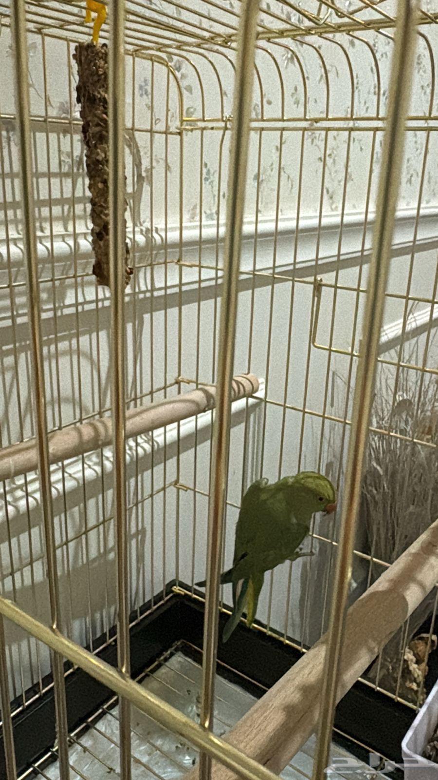 ببغاء الدره64464224279299110