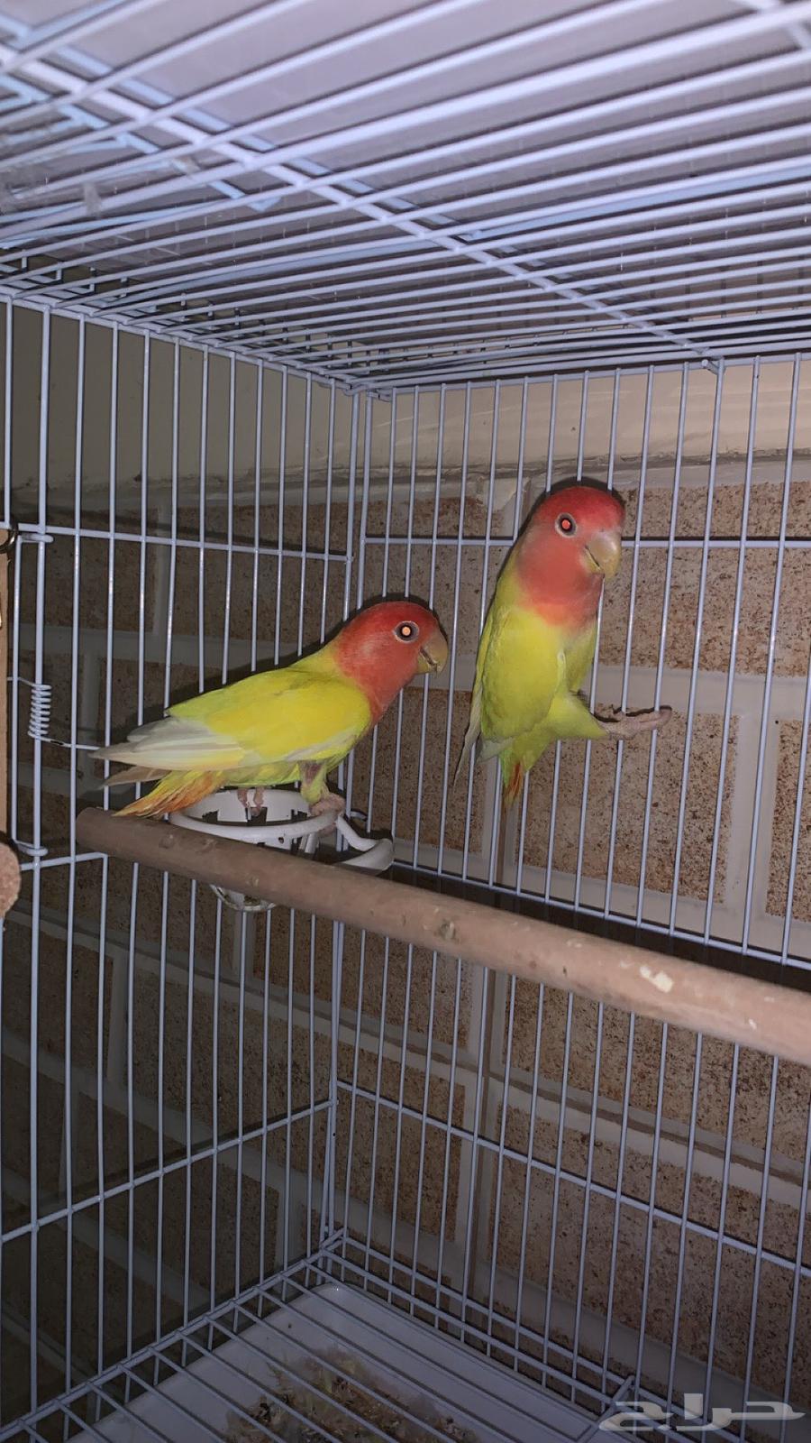 روز بلاين64464761504513110