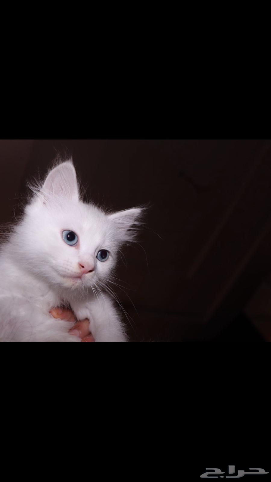 كيتن ابيض و عيون زرقاء64459543553283113