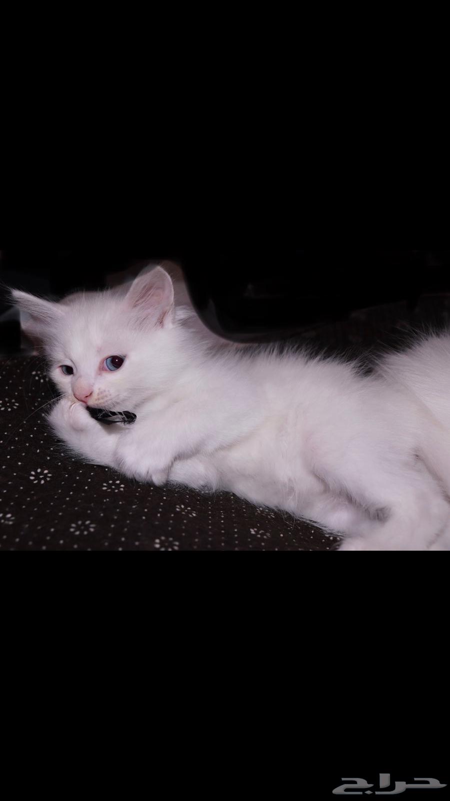 كيتن ابيض و عيون زرقاء64459543553283111