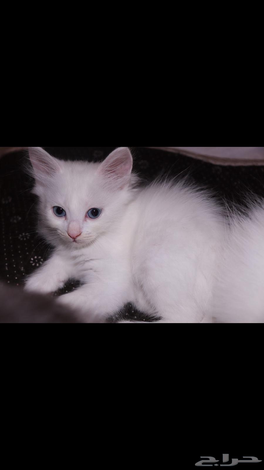 كيتن ابيض و عيون زرقاء64459543553283114