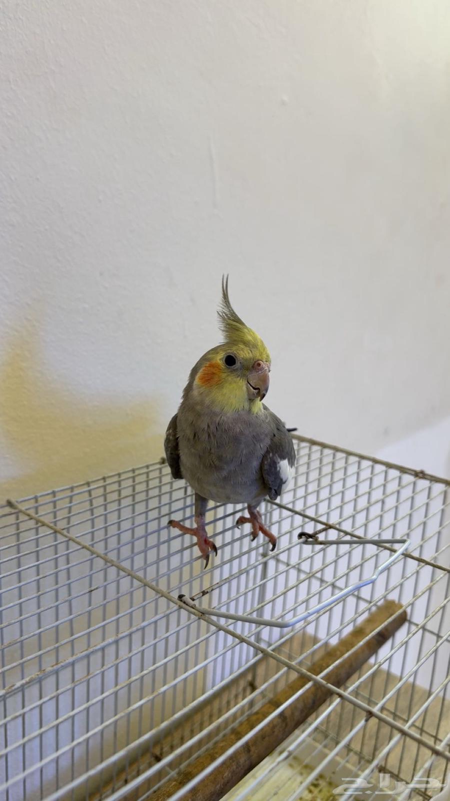 ذكر كروان تم البيع64460147323137113