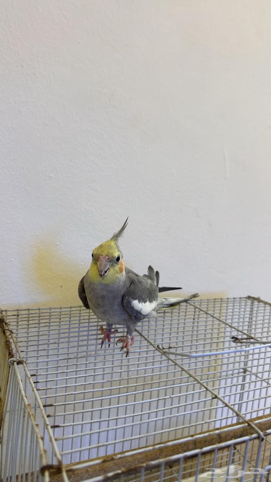 ذكر كروان تم البيع64460147323137111