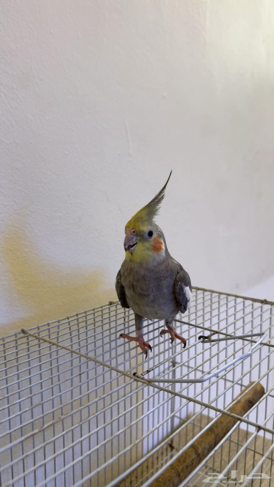 ذكر كروان تم البيع64460147323137112