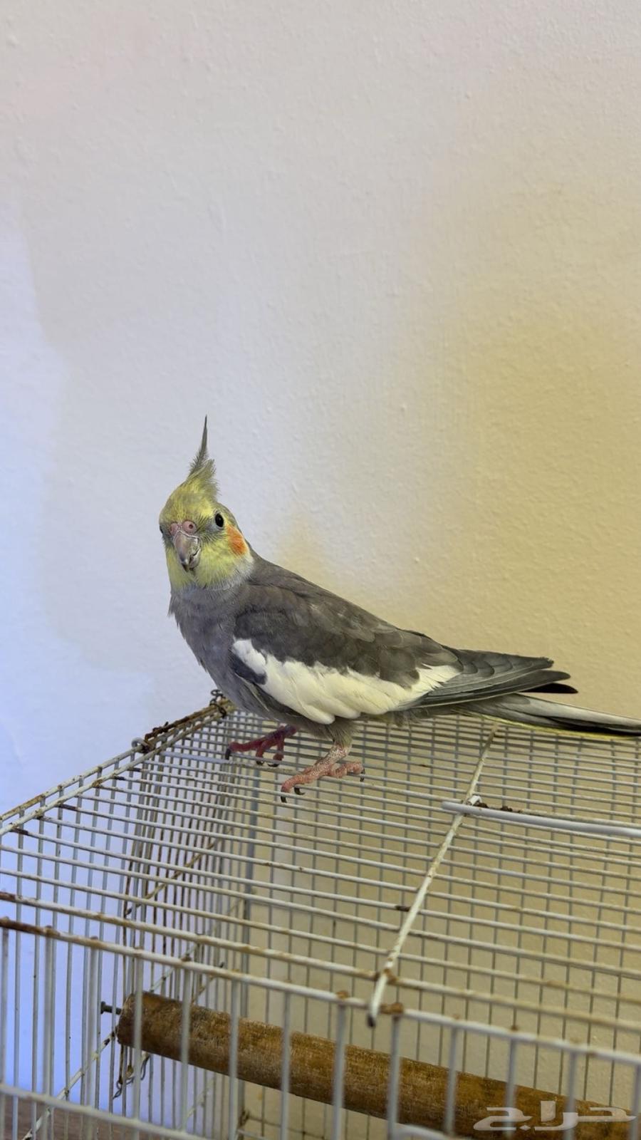 ذكر كروان تم البيع64460147323137110