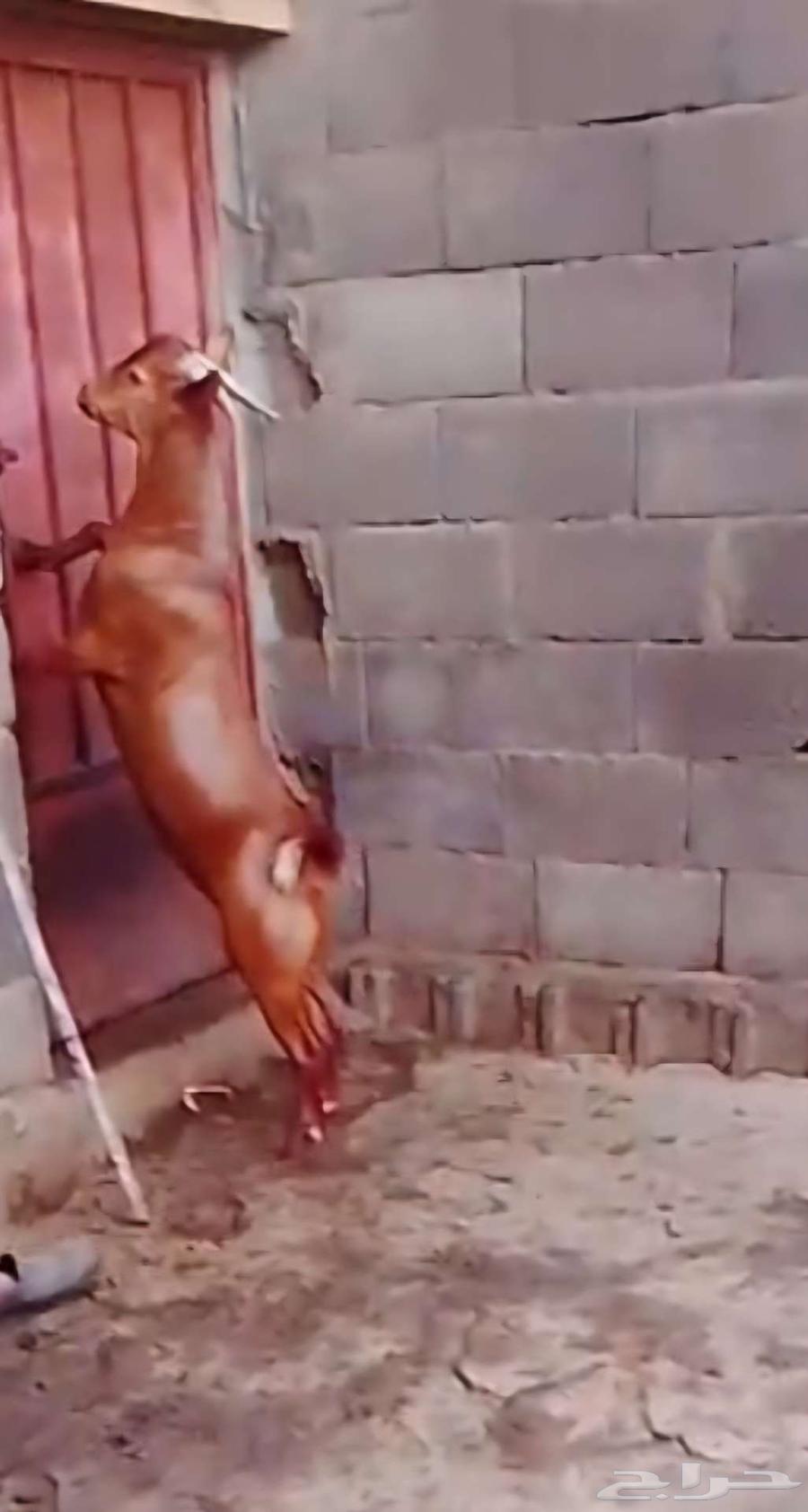 Adham's goat64460462180097110