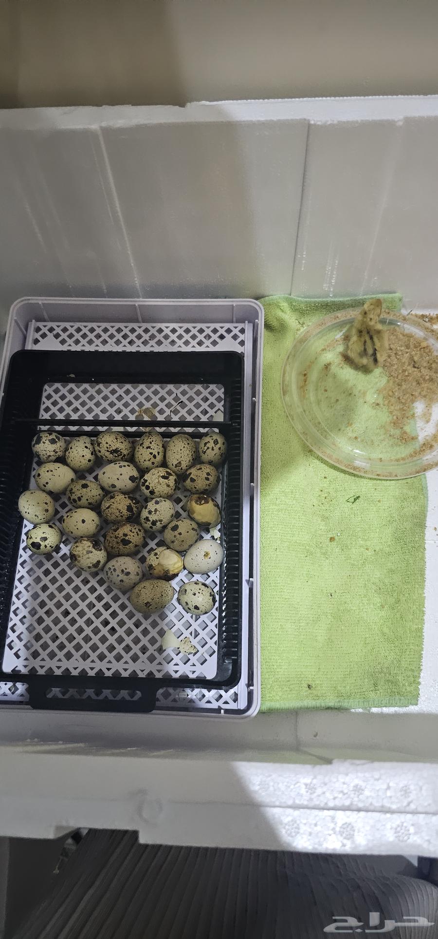 للبيع قفص كبير اخو الجديد64462376363010110