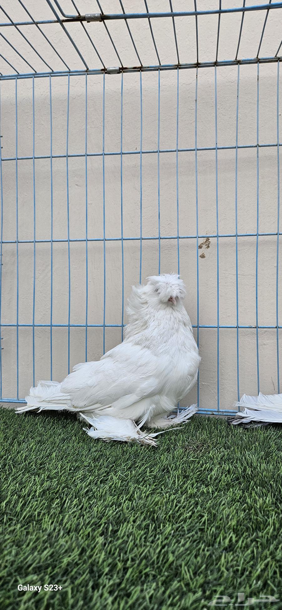 Bukhara pair, very high level, masha'Allah64464451027971113