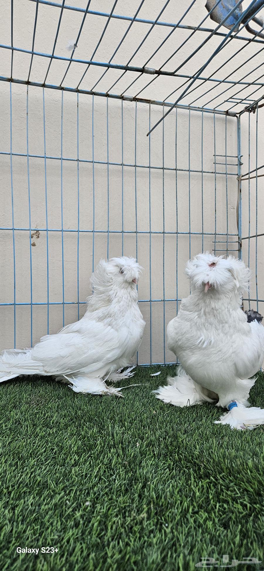 Bukhara pair, very high level, masha'Allah64464451027971111