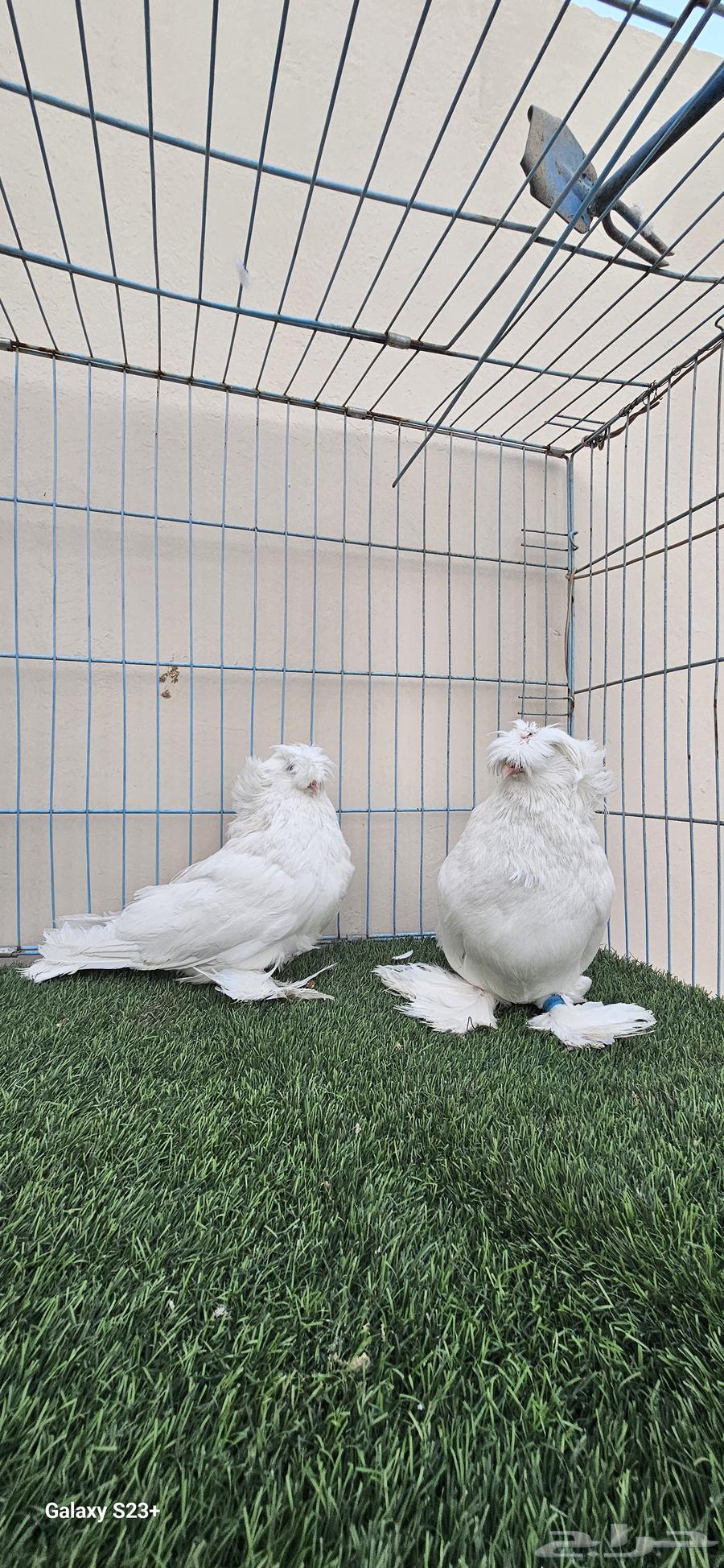 Bukhara pair, very high level, masha'Allah64464451027971110