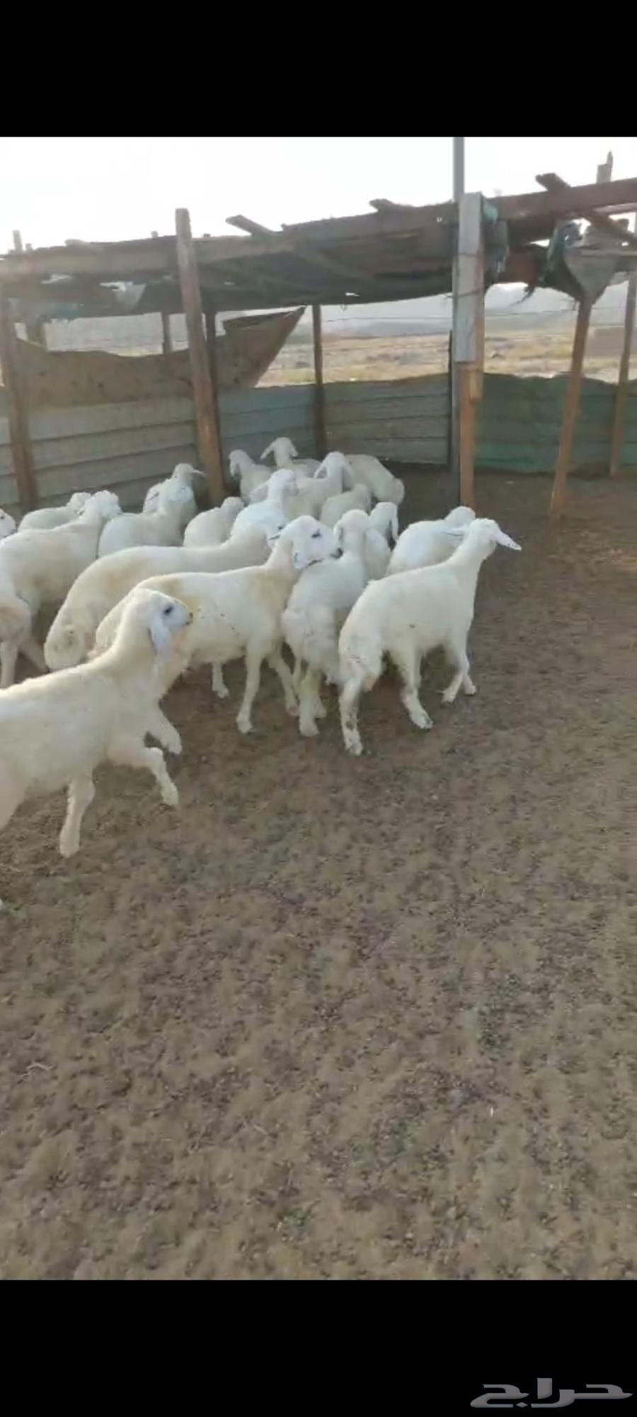 بهم شعرة وتيوس ثلاجة طلعات64427771023363111