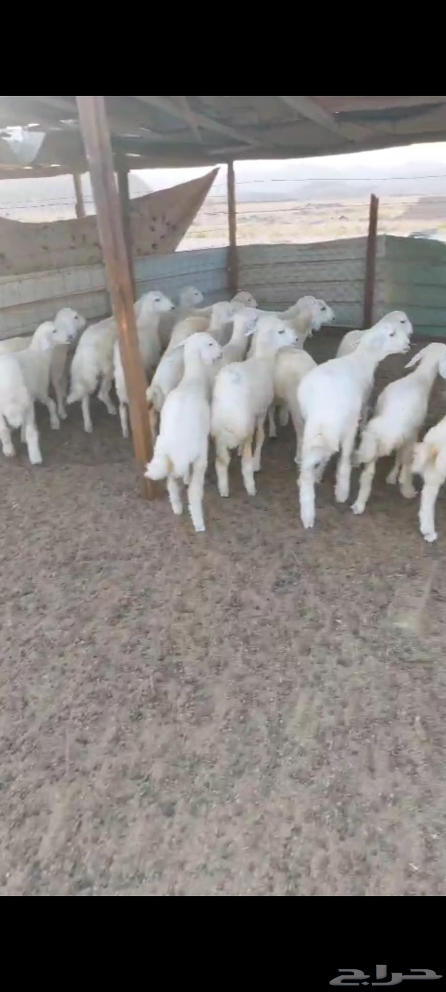 بهم شعرة وتيوس ثلاجة طلعات64427771023363110