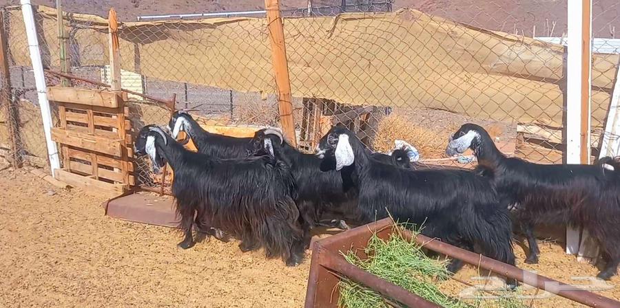 ( تم البيع ) معزا وجفار عوارض مضاريع طيبه64461008461186114