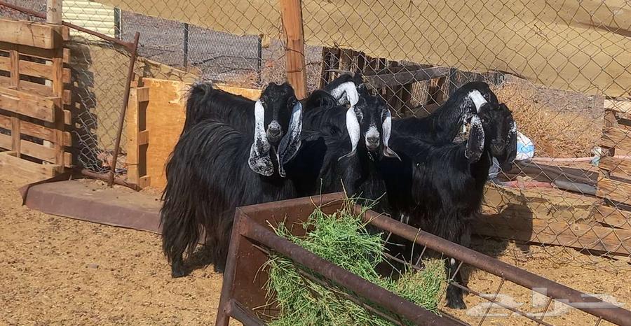 ( تم البيع ) معزا وجفار عوارض مضاريع طيبه64461008461186111