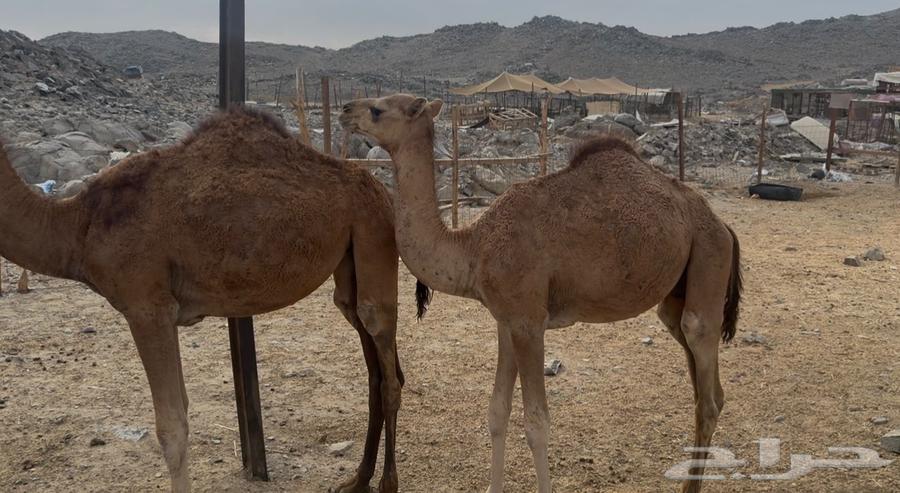 3 Qaadan Mafarid64461801454209112