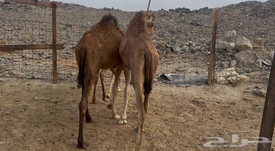 3 Qaadan Mafarid64461801454209114