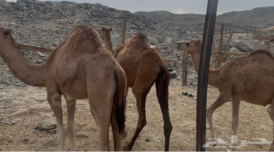 3 Qaadan Mafarid64461801454209111