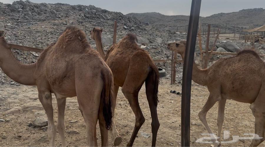 3 Qaadan Mafarid64461801454209110