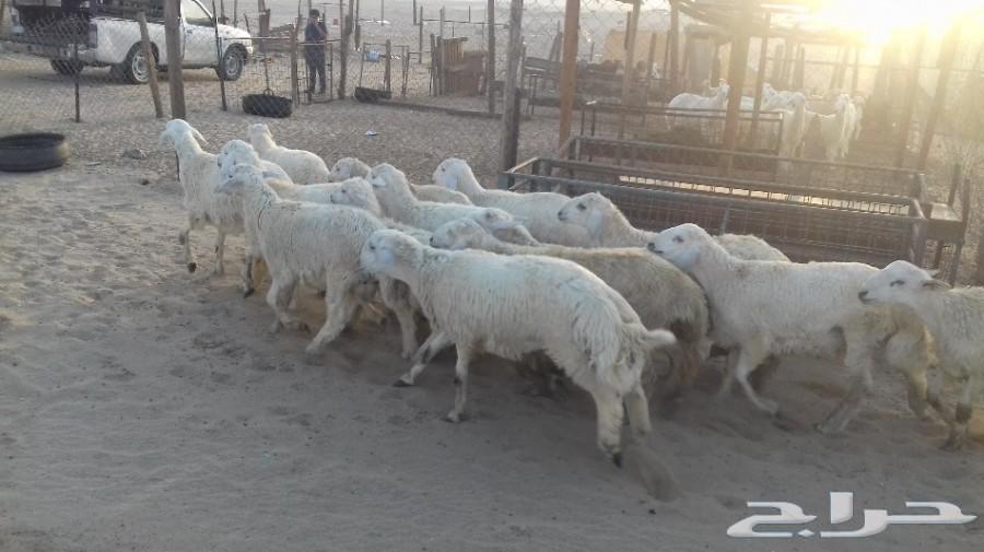 ذبائح الجزيرة.. مع التوصيل الاعلى تقييم في الموقع64461980353923111