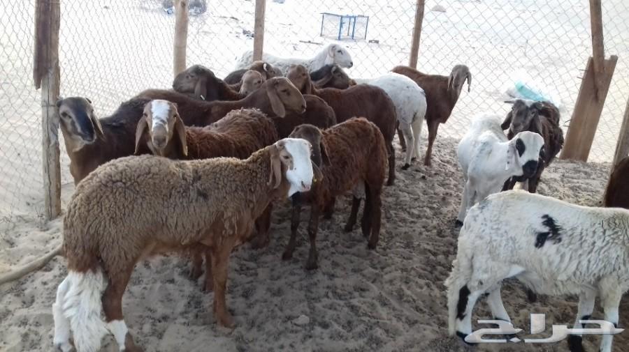 ذبائح الجزيرة.. مع التوصيل الاعلى تقييم في الموقع64461980353923112