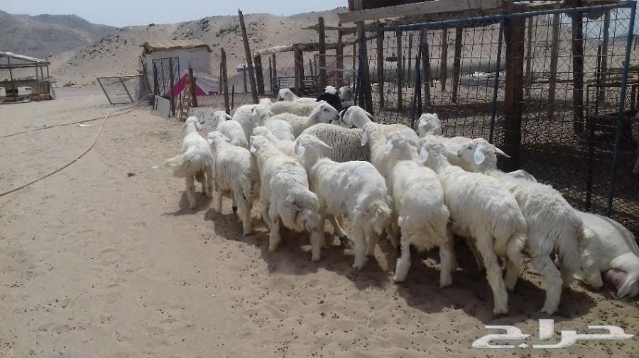 ذبائح الجزيرة.. مع التوصيل الاعلى تقييم في الموقع64461980353923113