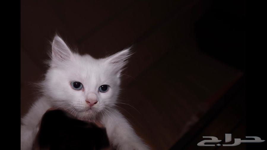 كيتن للبيع   قطط للبيع - قطة بيضاء للبيع64458184854657112