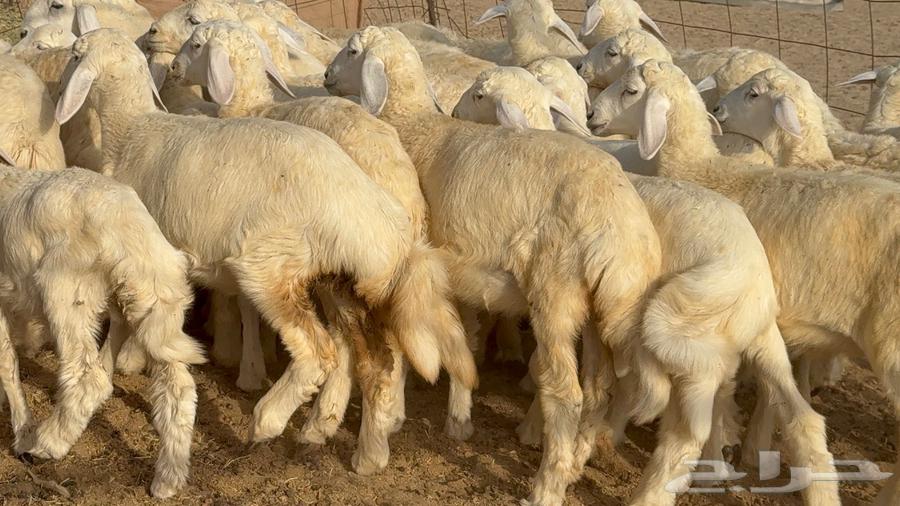 خلفات حرش صنف الصنف 33 تحتها 3164460748507649110