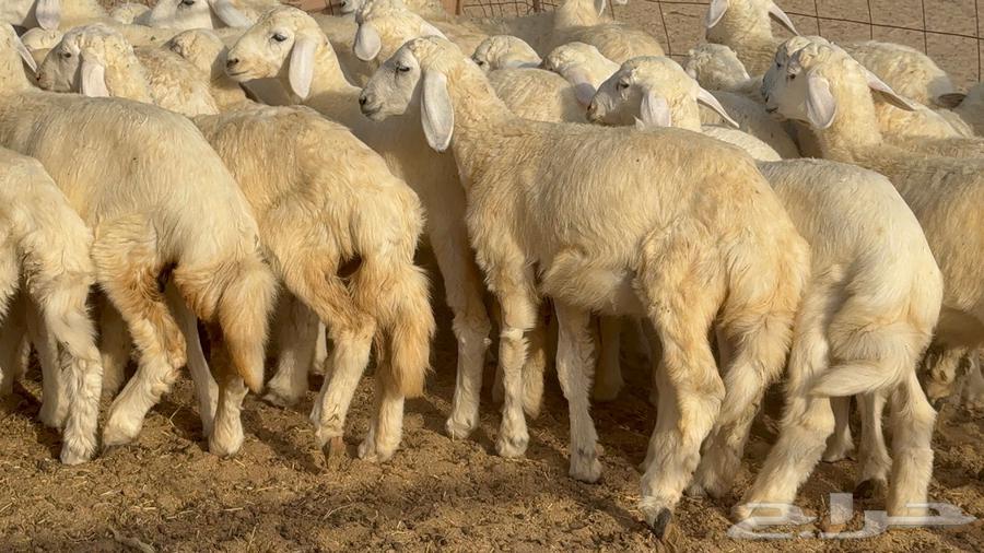 خلفات حرش صنف الصنف 33 تحتها 3164460748507649113