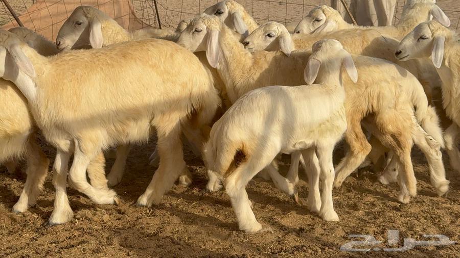 خلفات حرش صنف الصنف 33 تحتها 3164460748507649114