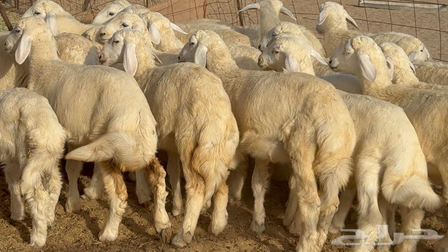 خلفات حرش صنف الصنف 33 تحتها 3164460748507649111