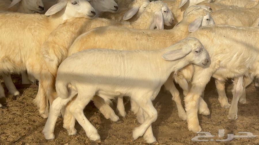 خلفات حرش صنف الصنف 33 تحتها 3164460748507649112