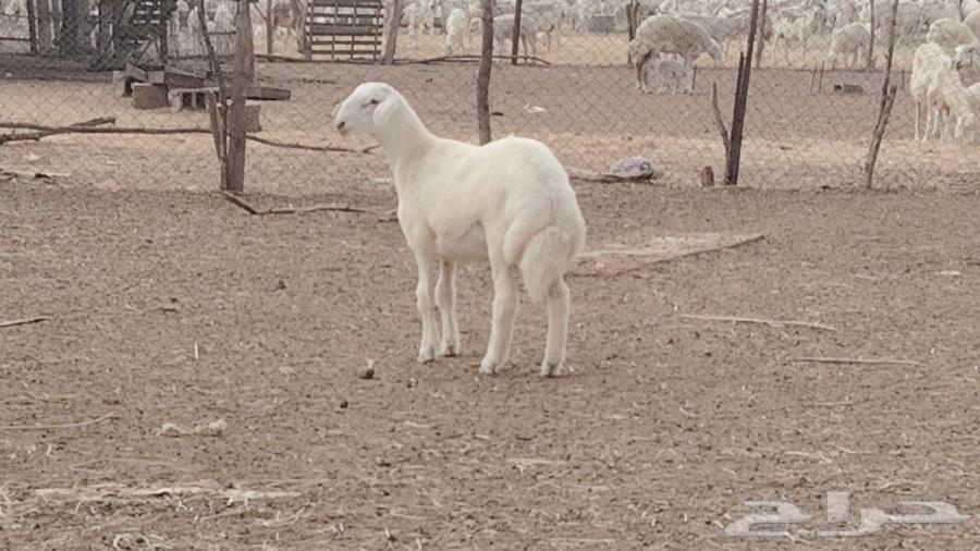 مشروع فحل ابرص فاخر تم البيع64462225899778112