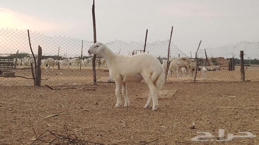 مشروع فحل ابرص فاخر تم البيع64462225899778111