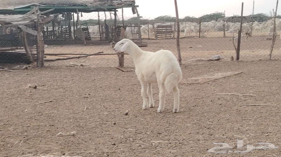 مشروع فحل ابرص فاخر تم البيع64462225899778110