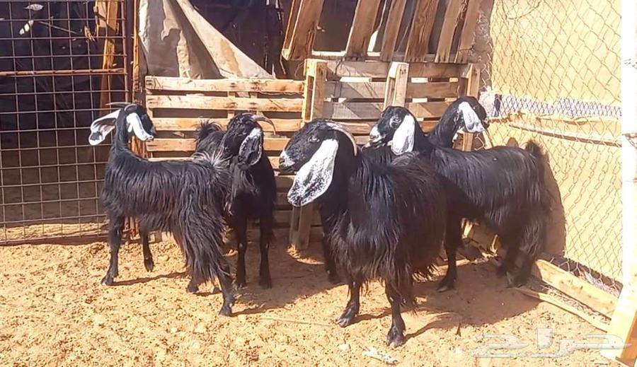 ( تم البيع ) معزا وجفار عوارض مضاريع طيبه64461008461186110